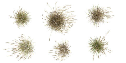 Obraz premium Collection of Calamagrostis grass isolated on white background from the top view