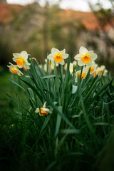 Fototapeta premium multiple daffodils in spring