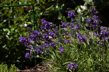 Obraz premium purple flowers in the garden