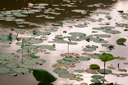 Lotus pond in Ninh Binh Vietnam at sunset