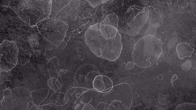 Abstract microscopic view of cellular structures and biological patterns.