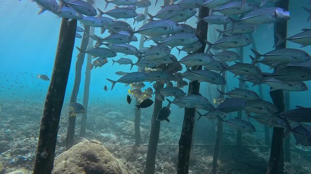 School of Jack fish swirling in Raja Ampat Ocean.