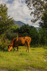 Naklejka premium cows in the mountains