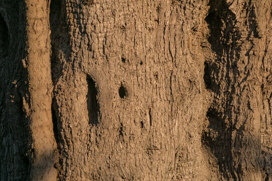 Textured bark of a centuries old olive tree