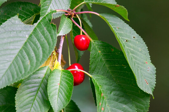 Zwei rote Kirschen am Ast eines Kirschbaums im Sommer