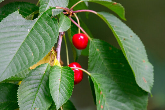 Reife S&uuml;&szlig;kirschen am Kirschbaum zwischen gr&uuml;nen Bl&auml;ttern