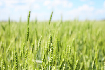 Obraz premium Wheat spikes growing in field outdoors, closeup