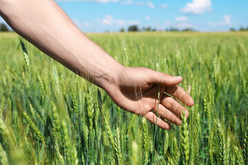 Fototapeta premium Man touching wheat spikes in field, closeup