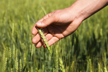 Fototapeta premium Man touching wheat spikes in field, closeup