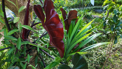Dark red taro philo black cardinal plant leaf growing in tropical garden © Made