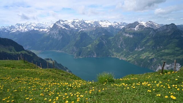 Yellow Wildflower Meadow with Lake Lucerne and Snow-Capped Swiss Alps Panorama, Switzerland