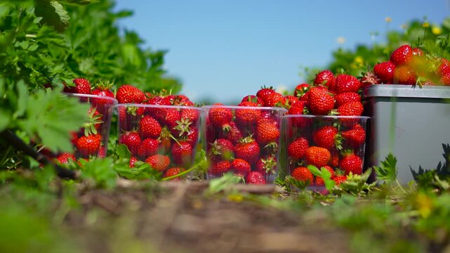 Macro commercial steady shot of transparent plastic containers filled to the top with fresh ripe strawberries standing in a row on a sunny field.