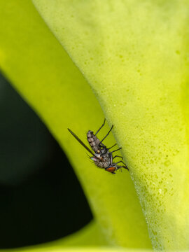 P6101614 root-maggot fly, Anthomyiidae, feeding on nectar, cECP 2026