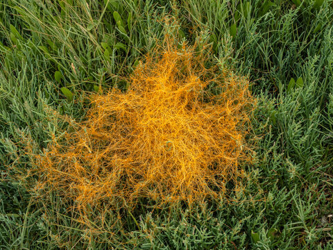P6251733 orange Pacific goldenthread, Cuscuta pacifica, in Boundary Bay saltmarsh, cECP 2026