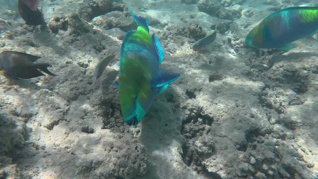 Beautiful underwater footage of a colorful parrotfish swimming slowly above a shallow coral reef in crystal clear tropical water. Sunlight illuminates the reef and sandy seabed creating a vibrant mari