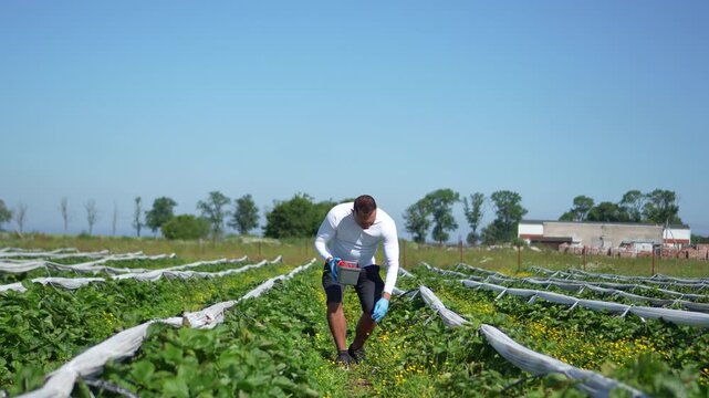 A man works in a strawberry field. He picks strawberries and selects only the freshest berries. He moves forward, collecting the large berries in a container.