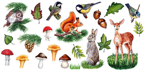 Graphic Watercolor Woodland Animals and Forest Elements Clipart Set   Hand Painted Nature Collection © Ilona