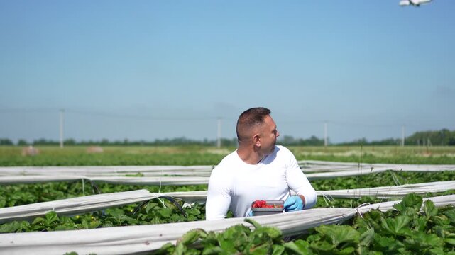 A man works in a strawberry field. He picks strawberries and selects only the freshest berries. He enjoys the ripe berries as an airplane flies overhead.