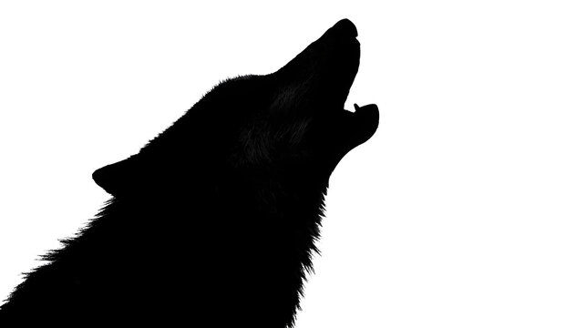 Wolf howling silhouette isolated isolated on white background