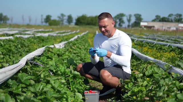 A man works in a strawberry field. Picking strawberries and selecting only the freshest berries. The man works in an open field.