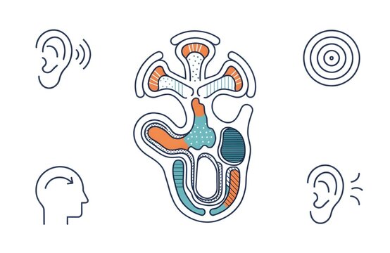 Anatomical illustration of human inner ear with hearing sound waves depiction
