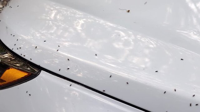 Swarm of aphids, gnats, and midges infesting a dirty white car hood and headlight, requiring a professional car wash and pest control extermination