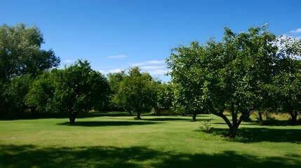 Obraz premium A peaceful rear view of a lush green orchard set against a vast clear blue sky