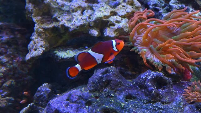 The common clownfish (Amphiprion ocellaris), also known as the false clownfish or false percula clownfish, lives in an obligate symbiotic association with sea anemones.