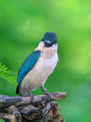 Obraz premium Close-up Blue Kingfisher on the branch
