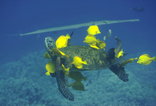 Green sea turtle being cleaned by fish with a needlefish in the background