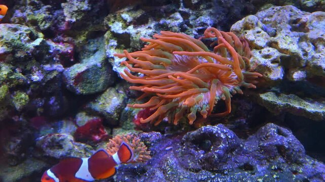 The common clownfish (Amphiprion ocellaris), also known as the false clownfish or false percula clownfish, lives in an obligate symbiotic association with sea anemones.