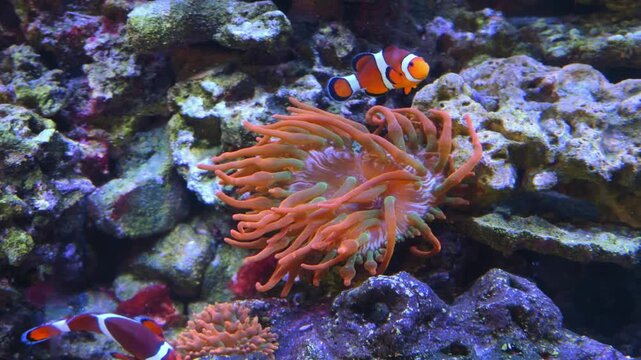 The common clownfish (Amphiprion ocellaris), also known as the false clownfish or false percula clownfish, lives in an obligate symbiotic association with sea anemones.