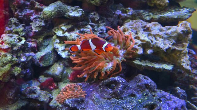 The common clownfish (Amphiprion ocellaris), also known as the false clownfish or false percula clownfish, lives in an obligate symbiotic association with sea anemones.