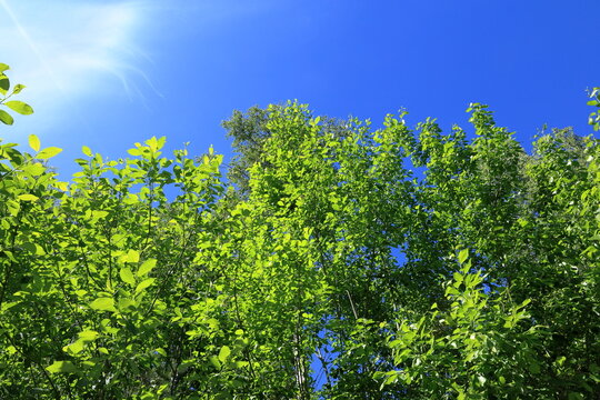 Green leaf trees and blue sky. Most likely the tree Goat willow or Salix caprea in latin. Sunny summer day in Sweden.