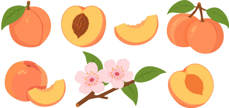 Cute Peach Clipart Set Flat Vector Illustration