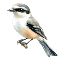 watercolor graphic of Shrike, isolated on a white background. © soltrex
