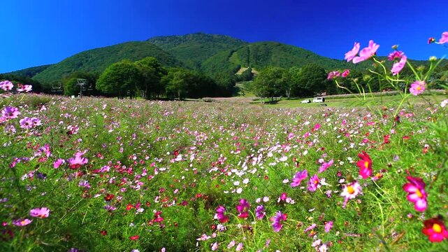 黒姫高原のコスモスと黒姫山
