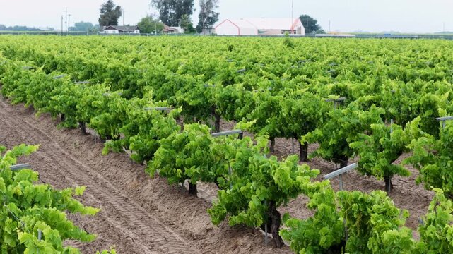 Lush vineyard rows stretch across cultivated farmland, neat grapevines bordered by tilled soil paths near farmhouse and red barn, overcast sky. Fresno, California, USA. Aerial drone low angle