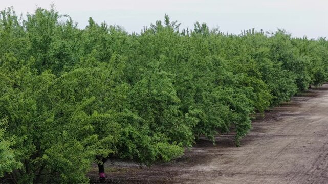 Dense orchard rows of lush green trees line winding dirt farm road, gnarled branches arching above reddish soil beneath overcast cloudy skies. Fresno, California, USA. Aerial drone close up