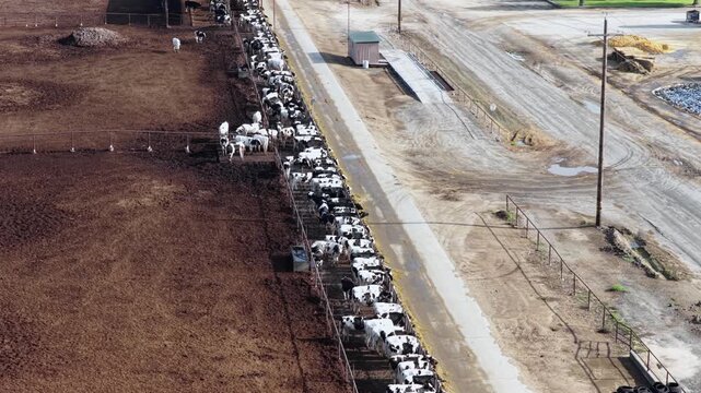 cattle line feeding troughs along dirt corral, muddy pens stretching beside gravel road and farm equipment storage yard under hazy sky. Chowchilla, California, USA. Aerial drone top down