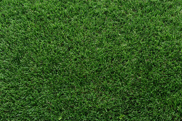 Obraz premium Green grass covers the ground in a sunny location