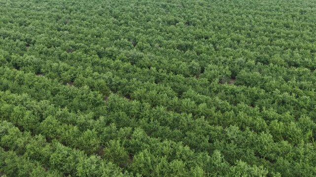 Lush green orchard canopy blankets Fresno farmland in dense, uniform rows, with scattered patches of bare soil peeking through thick summer tree foliage. California, USA. Aerial drone flyover shot