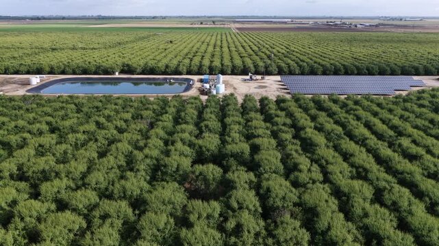 Black-lined reservoir anchors dense orchard rows, solar panels and tanks dotting flat agricultural fields beneath distant farm buildings. Chowchilla, California, USA. Aerial drone rising wide shot
