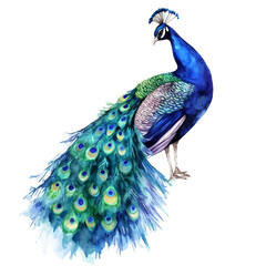 Obraz premium Peacock, beautiful watercolor illustration with vivid colors and detailed vector style, isolated on a white background.