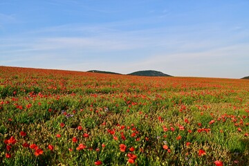 Obraz premium poppy