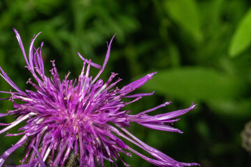 Fototapeta premium Greater knapweed - Centaurea scabiosa - flower macro.