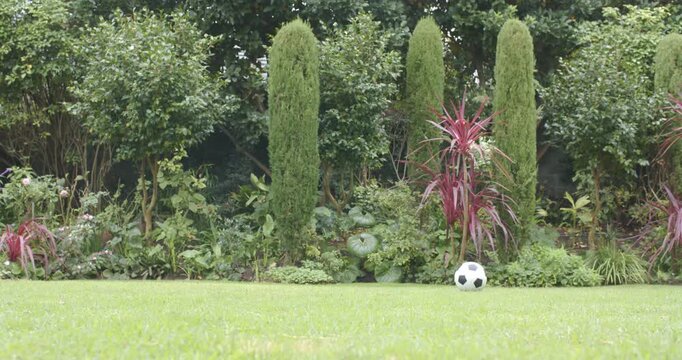 Unseen nudge is sending black-and-white soccer ball rolling across lawn toward shrubs, settling