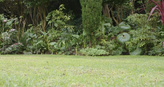 Soccer ball is rolling in from right edge, slowing and settling on lawn near planted border