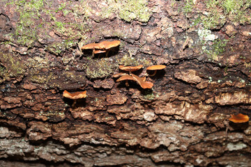Obraz premium Small brown wood-decay mushrooms grow directly on the rough, textured bark of an old fallen tree in the forest. The close-up shot showcases natural details of the forest ecosystem, biodiversity, organ