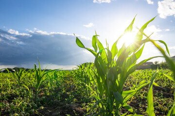 Fototapeta premium Sunlight pierces through young corn leaves